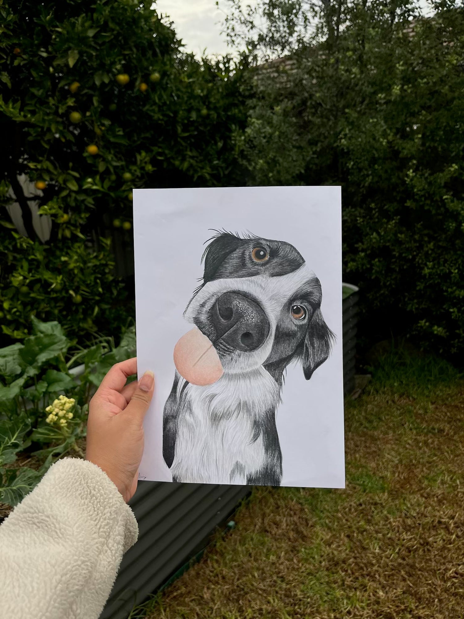 Pet Portraits