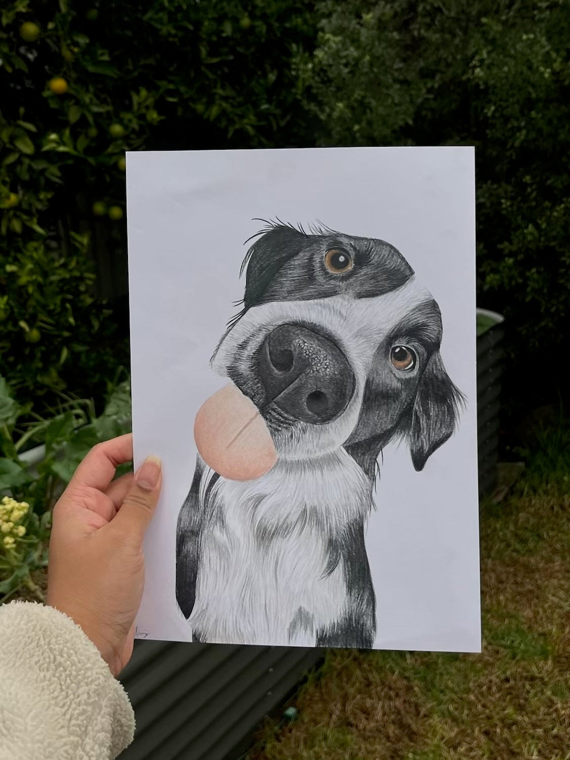 Pet Portrait (Coloured Pencil)